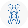 Rawmarsh Wasp Nest Removal